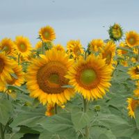 Dee Poissant's profile image