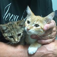 Becky Roach's profile image