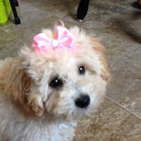 Cheri Northrop Rykoski's profile image