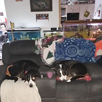 Debra Hresko's profile image