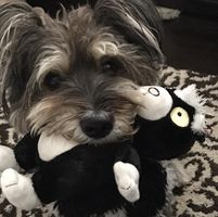 Voula Schwartz's profile image