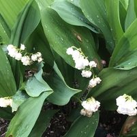 Valerie Millings's profile image