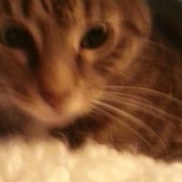 Linda Ma's profile image
