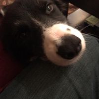 Cary Bubenik's profile image