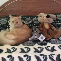Tania Campbell's profile image