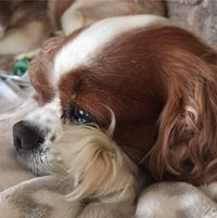 Sheena Cook's profile image