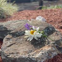 Lucy Brady Schnallinger's profile image