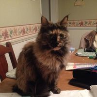 Joyce Appleton's profile image