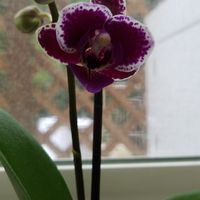 Cindy Acevedo's profile image