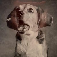 Hal Bauer's profile image