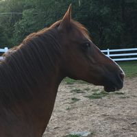 Jeannie Lieb's profile image