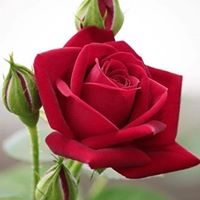 Ana Mirian Rodríguez Sanchez's profile image