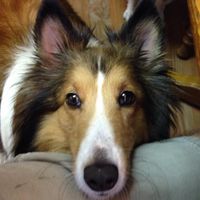 Harry Hughes's profile image