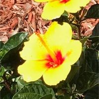 Carol Cowan's profile image