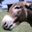 Leo Boller's profile image