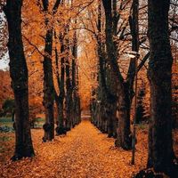 Leann Larabel's profile image