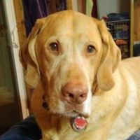 Melanie Johnson's profile image