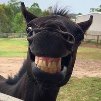 Diane Korupp's profile image