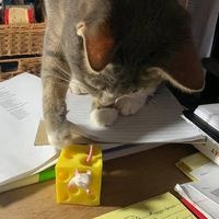 Lisa Mahaffey's profile image