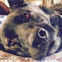 Danielle Danica Kesic's profile image