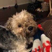 Tracy Fawcett's profile image