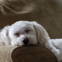 Lori Pillow's profile image