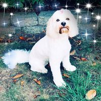 Nikola Bruce's profile image