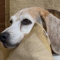 Brenda Rippee Sloan's profile image