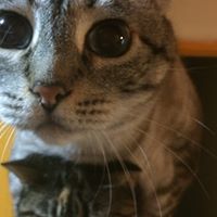 Sharon Reed Simmons's profile image