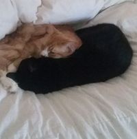 Cherie Kennedy's profile image
