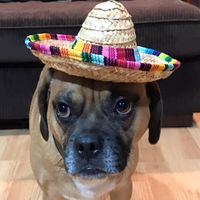 Anthony V. Natalie's profile image