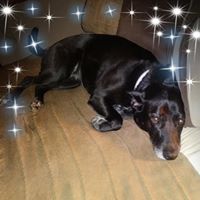 Dawn Cendrosky's profile image