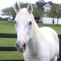 Nancy Williams's profile image