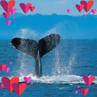 Colleen Fischer Wisniske's profile image