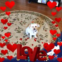 Carol Weeks's profile image