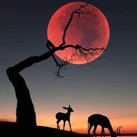 Carmen Beninati's profile image