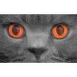 Vael Strelitzia's profile image