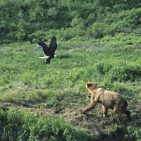 Irina Zilberman's profile image