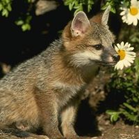 Vizner Mirkin's profile image