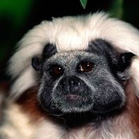 Shechtman Omar's profile image