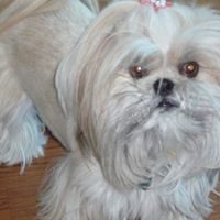 Linda Lapides Rich's profile image