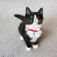 Anne Lape's profile image
