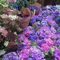 Daisy Broadbent's profile image