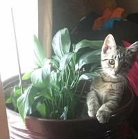 Dana Sewell's profile image