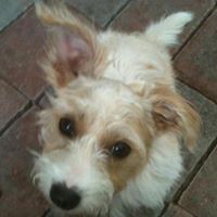 Julie Meza's profile image