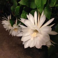 Ana Olmos's profile image