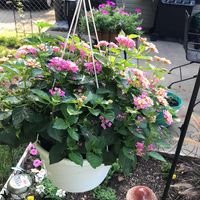 Barbara Reed Showalter's profile image