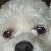 Marilyn A. Comrie's profile image