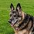 Keith Dahlen's profile image