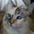 Tracy Pacio's profile image